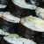 makis