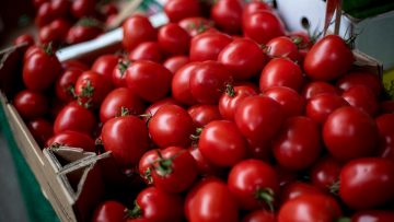 Tomates cerise